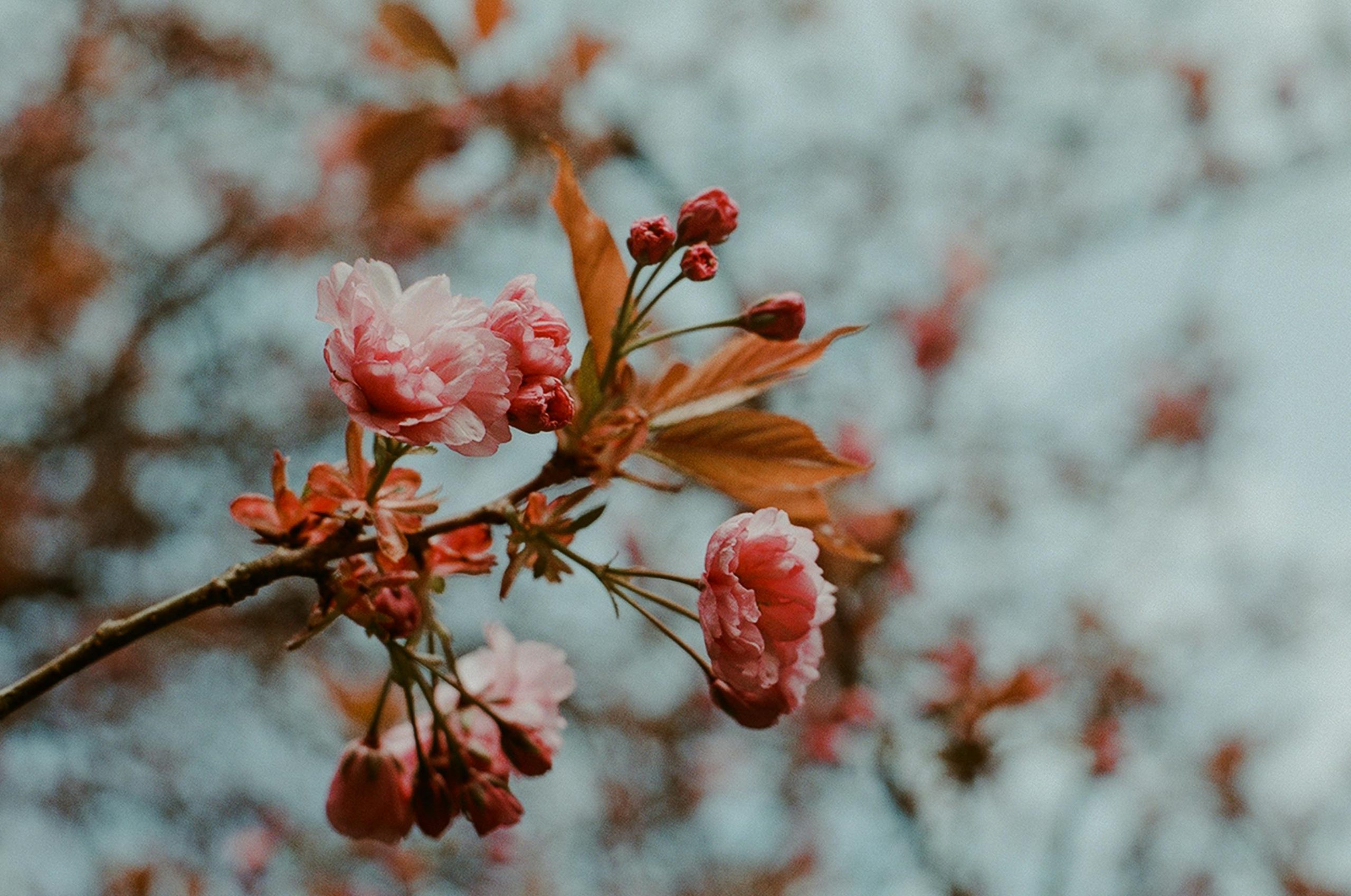 Jardin d’Hiver en Pot