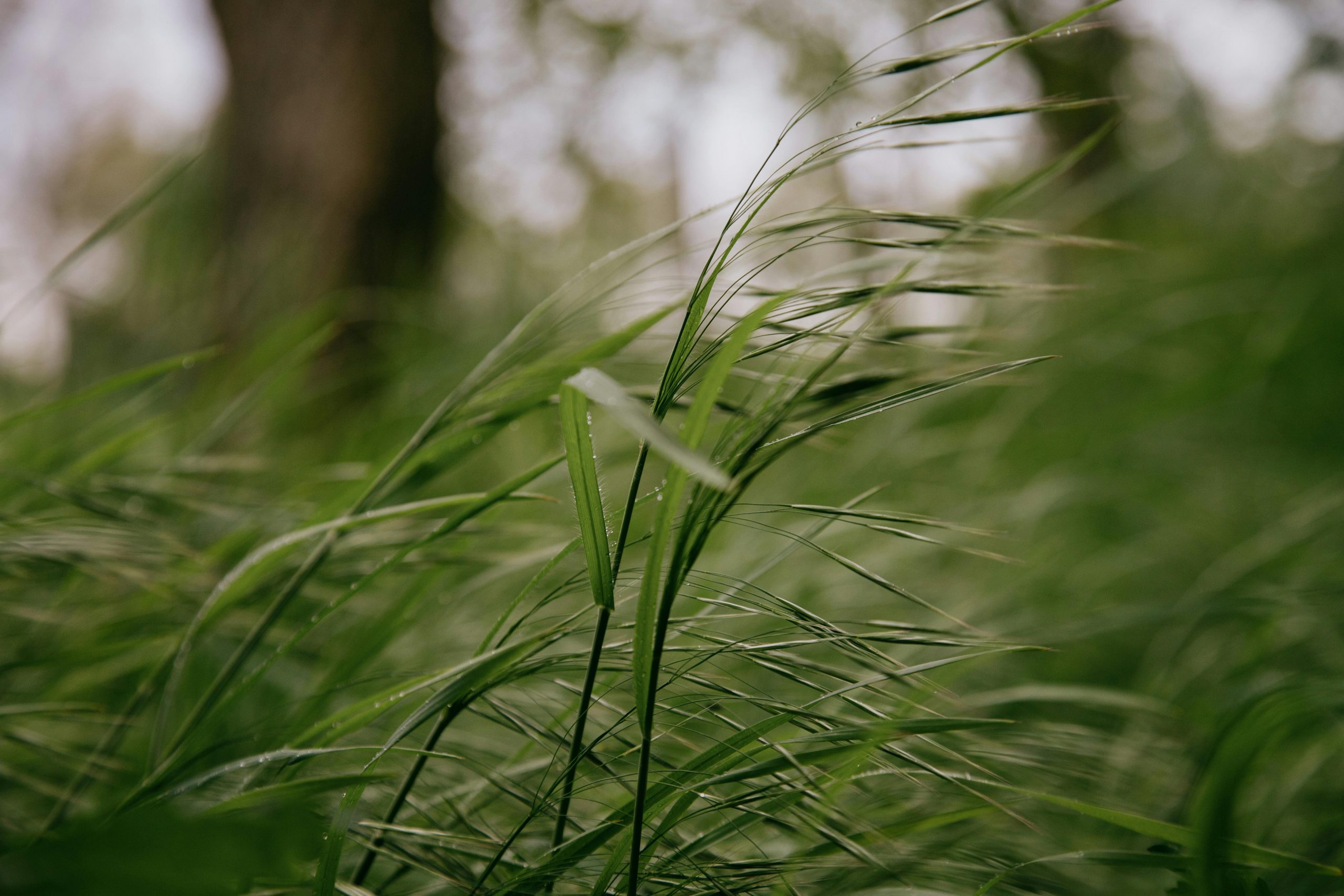 vent sur jardin